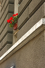 Image showing Red flowers on the window outdoors