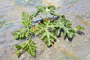 Image showing Watermelon seedling in soil covered with film