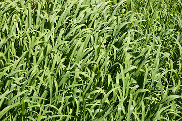 Image showing Lush green grass