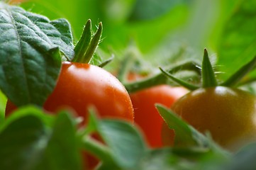 Image showing Red tomatoes