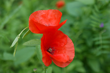 Image showing poppies