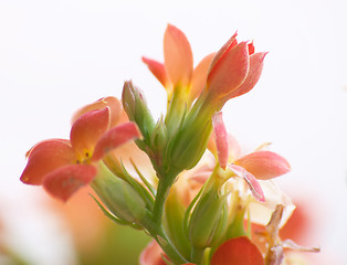 Image showing Flowers of red kalanchoe (high key)