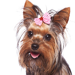 Image showing baby face yorkshire terrier puppy dog