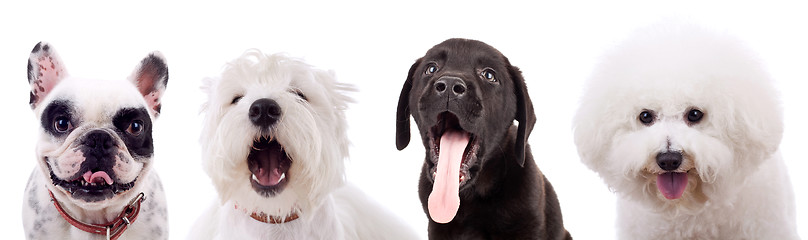 Image showing four amazed puppy dogs