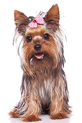 Image showing yorkshire terrier puppy dog sitting and panting 
