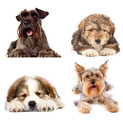 Image showing four cute puppy dogs on white background