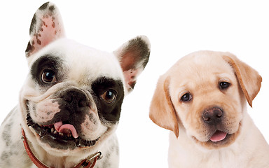 Image showing labrador retriever  and french bull dog puppy dogs