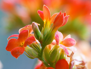 Image showing Flowers of red kalanchoe