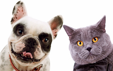 Image showing British short hair grey cat  and french bull dog puppy dog