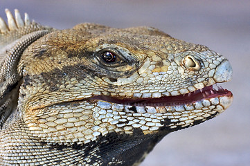 Image showing eye of iguana