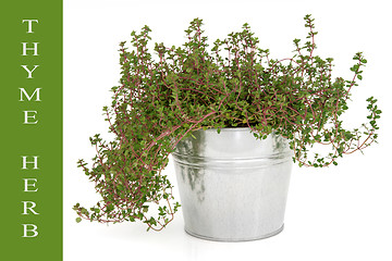 Image showing Thyme Herb