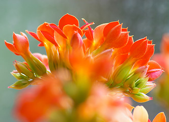 Image showing Flowers of red kalanchoe