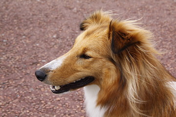 Image showing sheltie collie dog