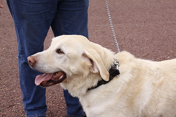 Image showing golden labrador
