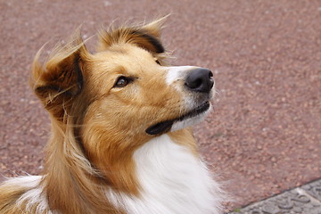 Image showing sheltie collie dog