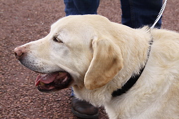 Image showing golden labrador