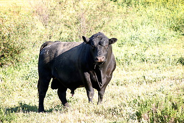 Image showing Bull