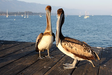 Image showing California Pelicans