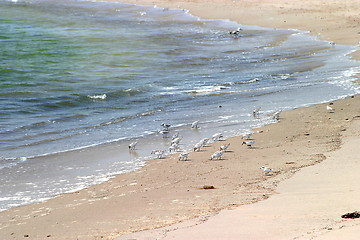 Image showing Western Sandpiper