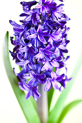 Image showing  blue hyacinth