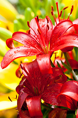 Image showing red lilly flower 