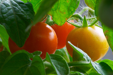 Image showing Red tomatoes