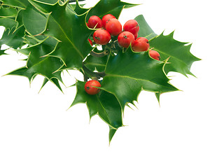 Image showing Holly