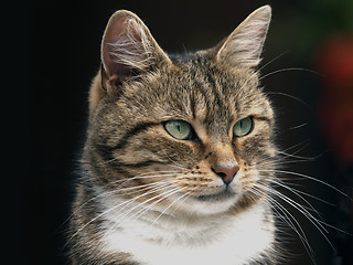 Image showing Cat