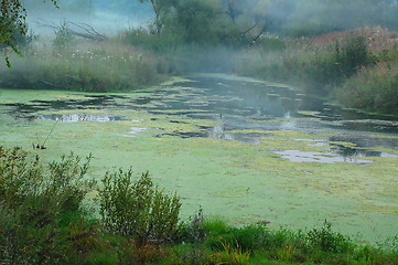 Image showing Foggy Swamp in Central Russia