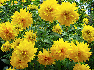 Image showing Some beautiful yellow flowers