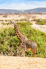 Image showing Free Giraffe in Kenya