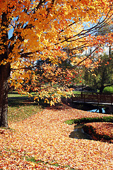 Image showing Autumn scenic