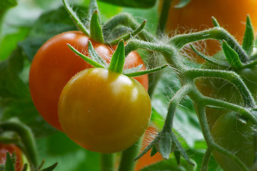 Image showing Red tomatoes