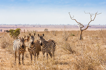 Image showing Zebras looking to the camera