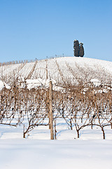 Image showing Tuscany: wineyard in winter