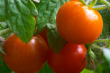 Image showing Red tomatoes