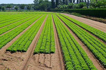 Image showing Salad field