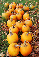 Image showing Pumpkins paddock