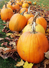 Image showing Pumpkins