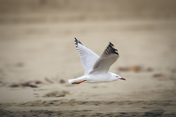 Image showing sea gull