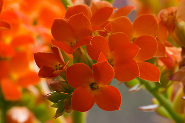 Image showing Flowers of red kalanchoe