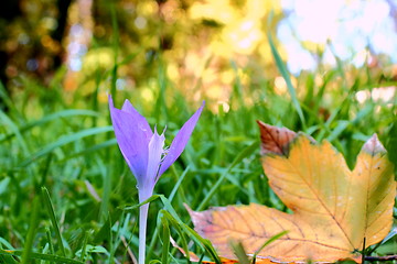 Image showing blue flower in the grass