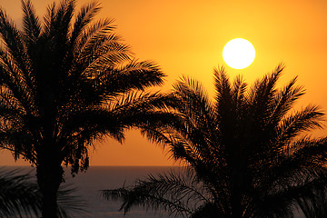 Image showing Silhouettes of palm trees above the sea and rising sun