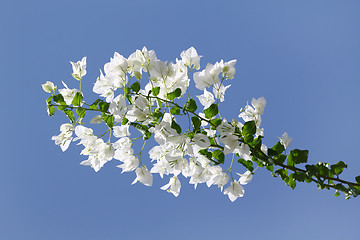 Image showing White blooming bougainvilleas against the blue sky 
