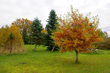 Image showing Colourful tree