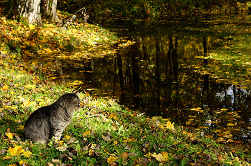 Image showing Cat and pond