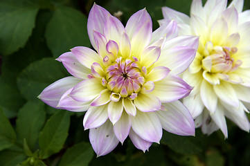 Image showing Dahlia