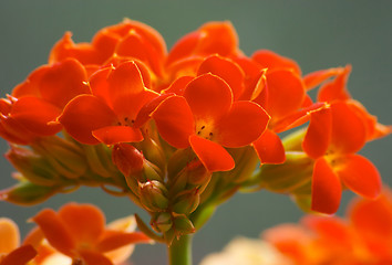 Image showing Flowers of red kalanchoe