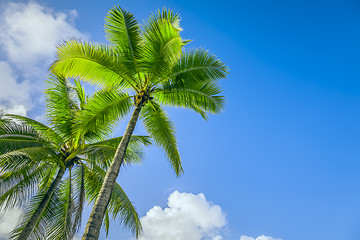 Image showing palm tree