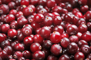 Image showing Cranberries